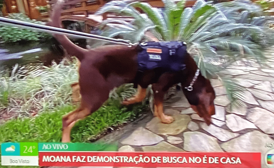 Cão faz xixi ao vivo e choca apresentadores do É de Casa: "Olha lá"