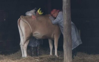 Imagem do post A Fazenda 13: triste, Aline Mineiro abraça vaca e chora: “Como tem gente que te como?”