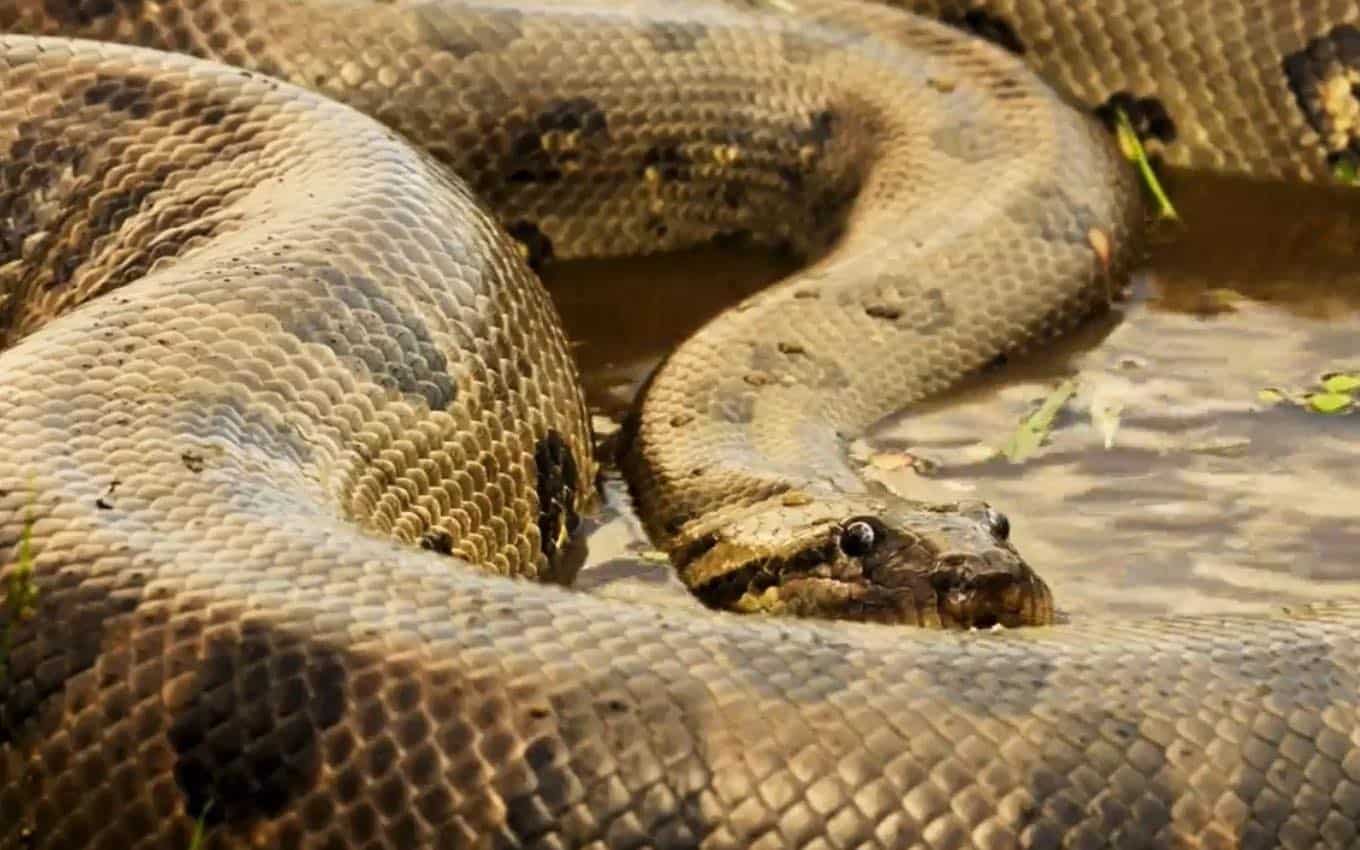 Pantanal: Saiba se o Velho do Rio morre invadir incêndio como sucuri