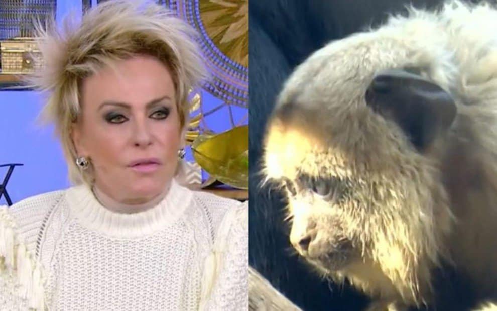 Cátia Fonseca avalia pedido de desculpas de Ana Maria Braga 