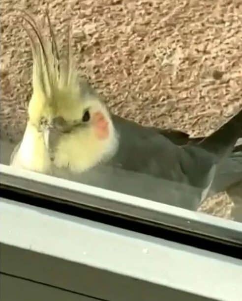 Jornalista se assusta com visita de calopsita em estúdio da Globo