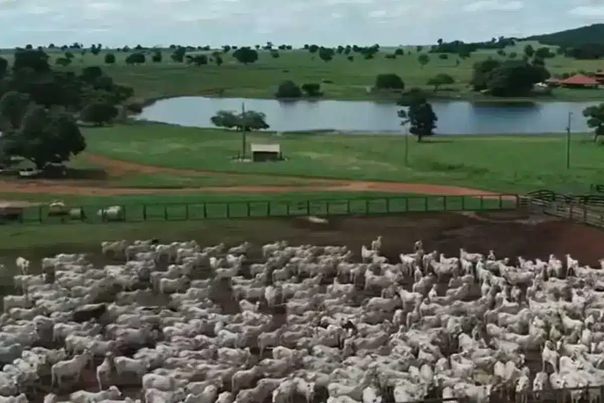 As cabeças de gado da propriedade de Amado Batista eram inúmeras (Foto Reprodução/Internet)