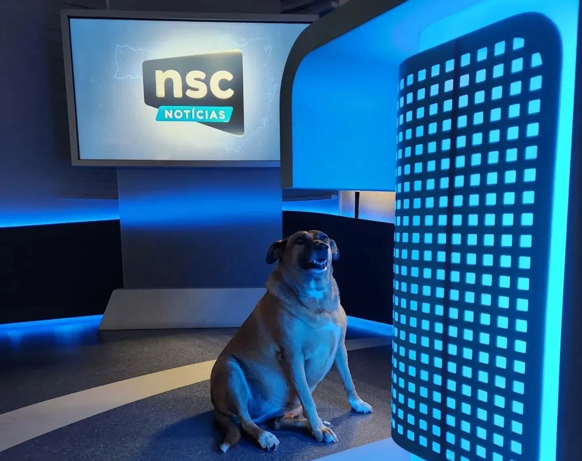 Cachorro invade palco do Jornal NSC da Rede Globo