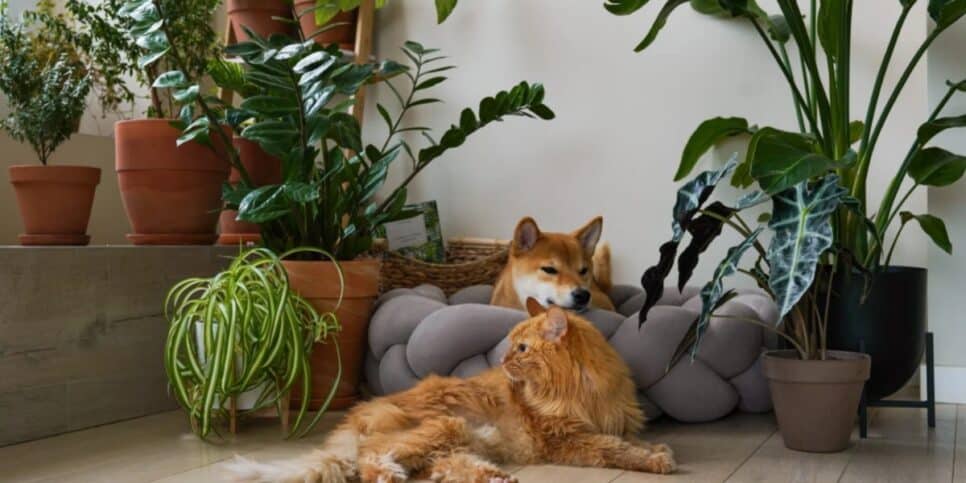 Saiba o que você pode estar fazendo que seu pet não gosta (Imagem Reprodução Internet)