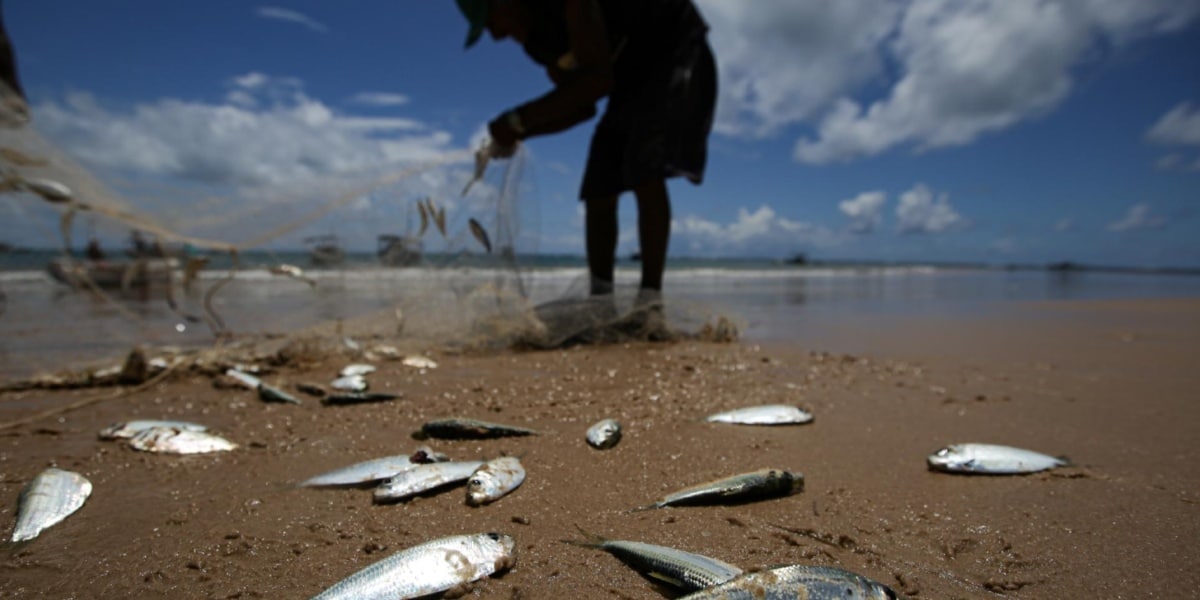 Estudo encontra peixe contaminado por mercúrio acima do permitido (Imagem Reprodução Internet)