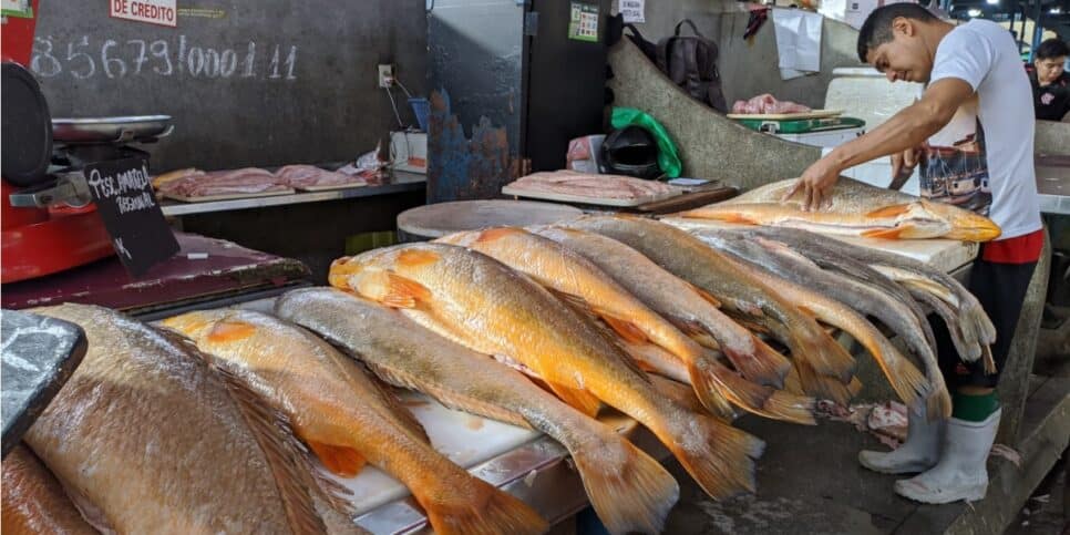 Estudo encontra peixe contaminado por mercúrio acima do permitido (Imagem Reprodução Internet)