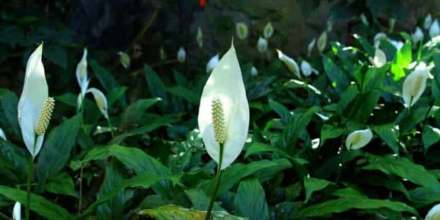 Lírio da paz, opção de planta para se ter em casa (Imagem Reprodução Internet)