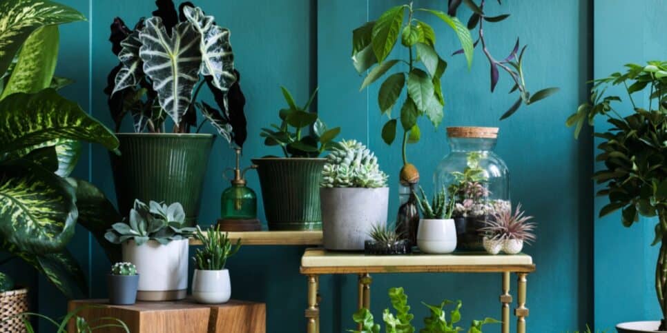 Quatro plantas para se ter em casa (Imagem Reprodução Internet)
