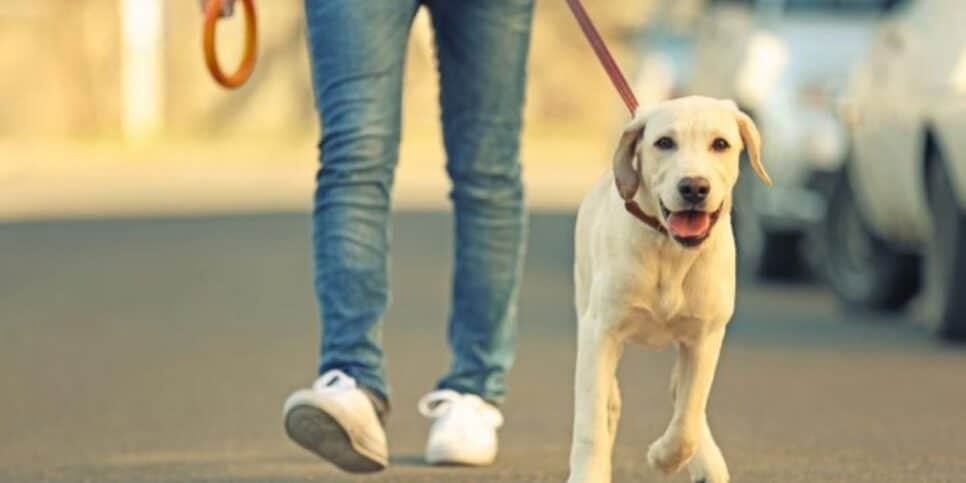 Dicas de passeio com o seu cachorro (Imagem Reprodução Internet)