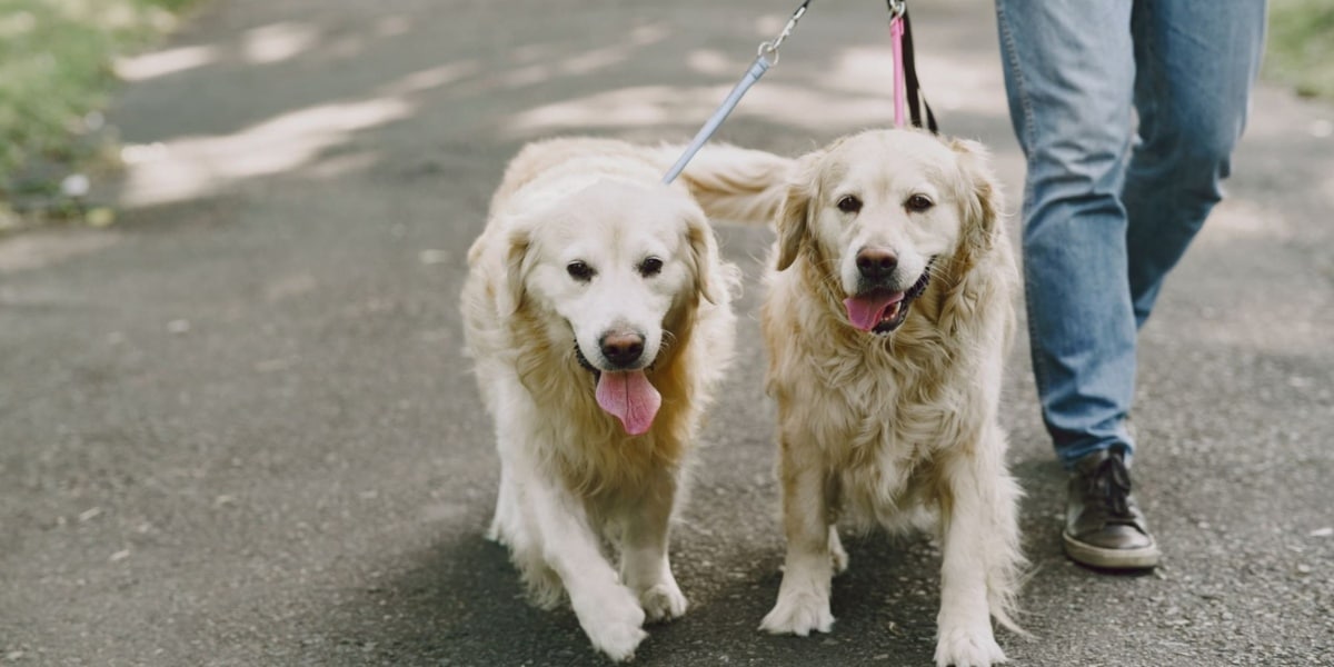 Dicas de passeio com o seu cachorro (Imagem Reprodução Internet)