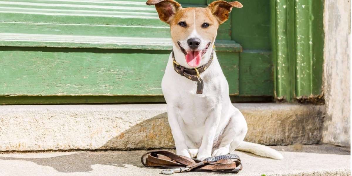 Dicas de passeio com o seu cachorro (Imagem Reprodução Internet)