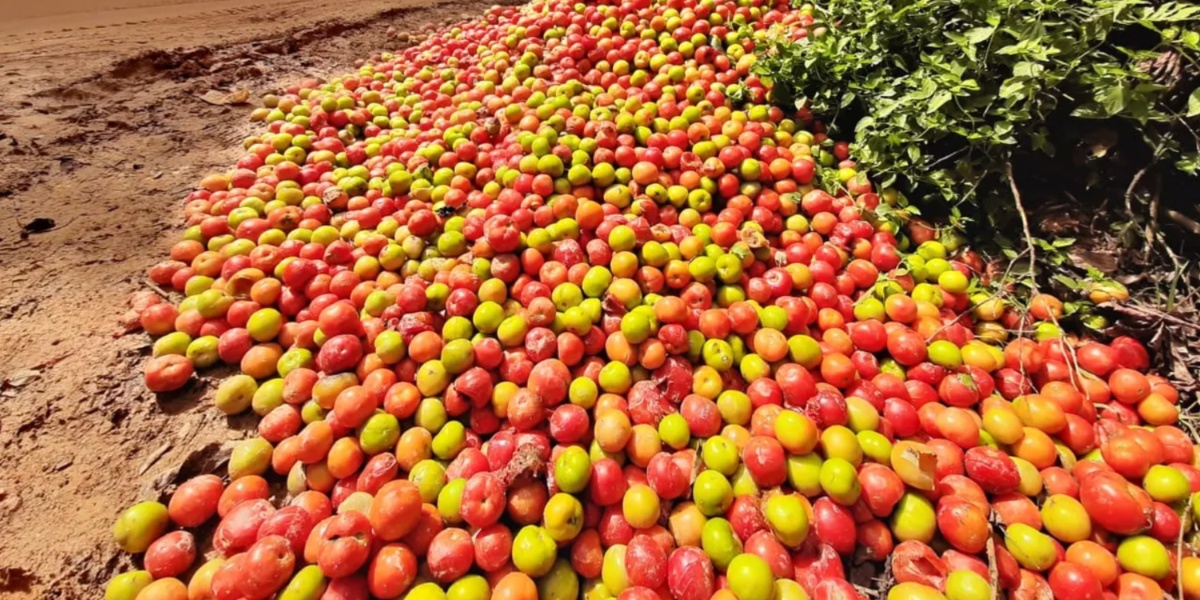 Tomates descartados na rua (Imagem Reprodução Internet)