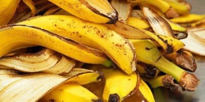 Imagem do post Descubra a importância de colocar casca de banana nas plantas