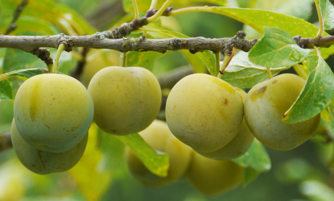 Perigosa: Fruta da árvore da morte (Foto: Reprodução)