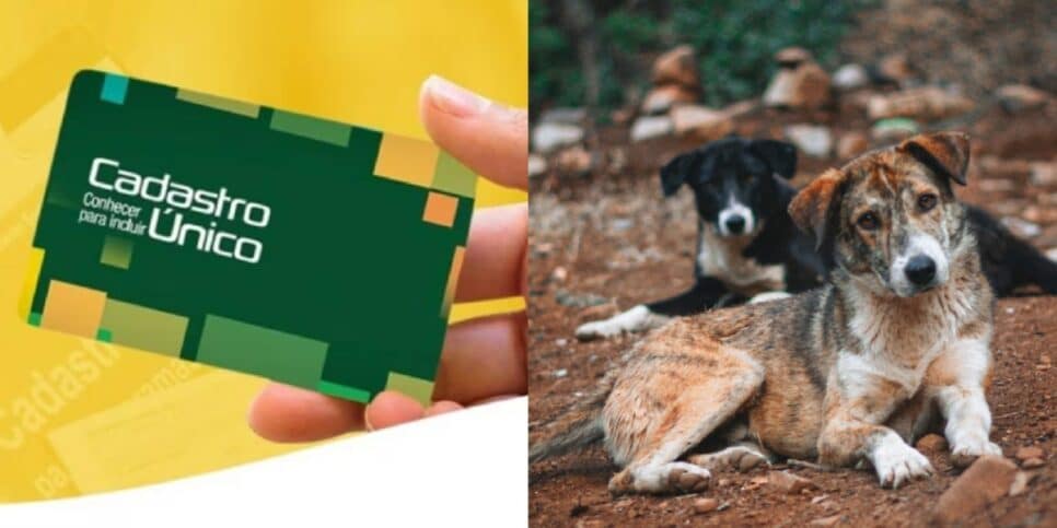 Inscritos no Cadúnico podem ter atendimento veterinário gratuito (Imagem Reprodução Internet)