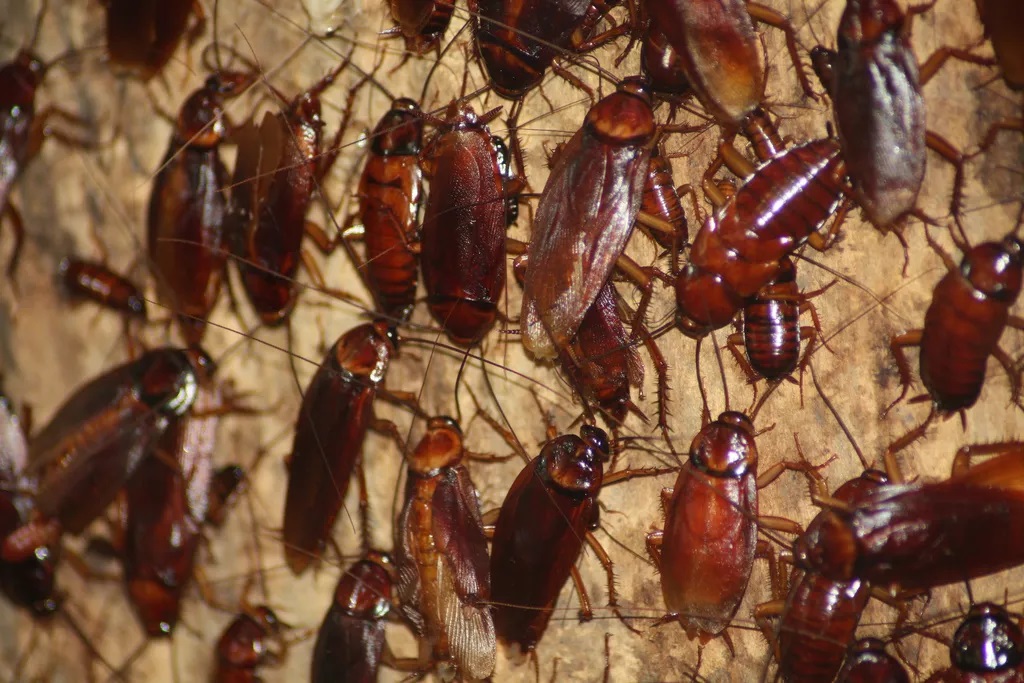 Baratas são insetos que podem provocar pragas (Foto: Reprodução)