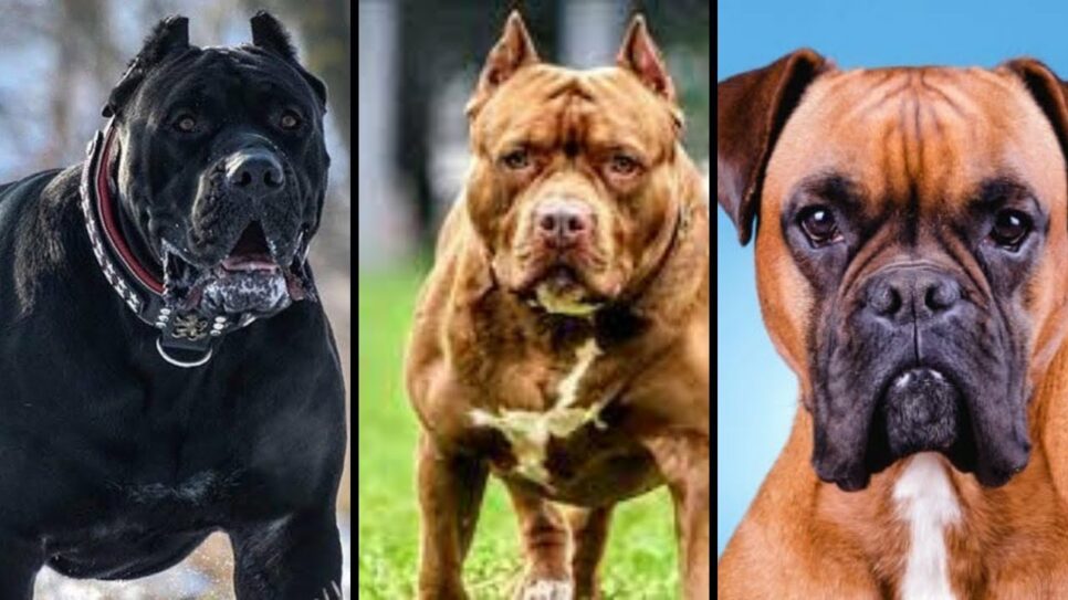 Raça de cão será proibida (Foto: Reprodução/ Imagem meramente ilustrativa)