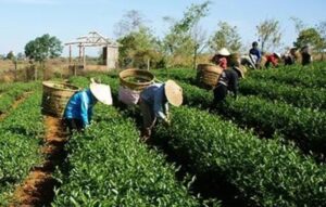 Trabalhadores rurais têm direito aos benefícios do INSS (Foto: Reprodução / Internet)