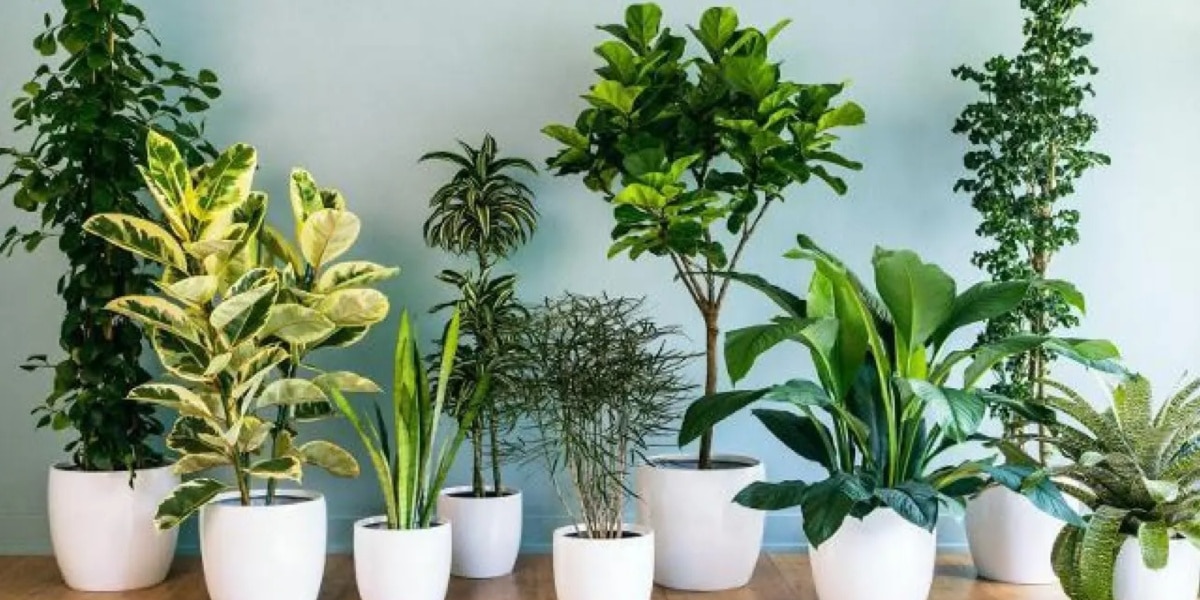 Dica milagrosa para as plantas da sua casa pode deixá-las mais fortes e saudáveis (Imagem Reprodução Internet)