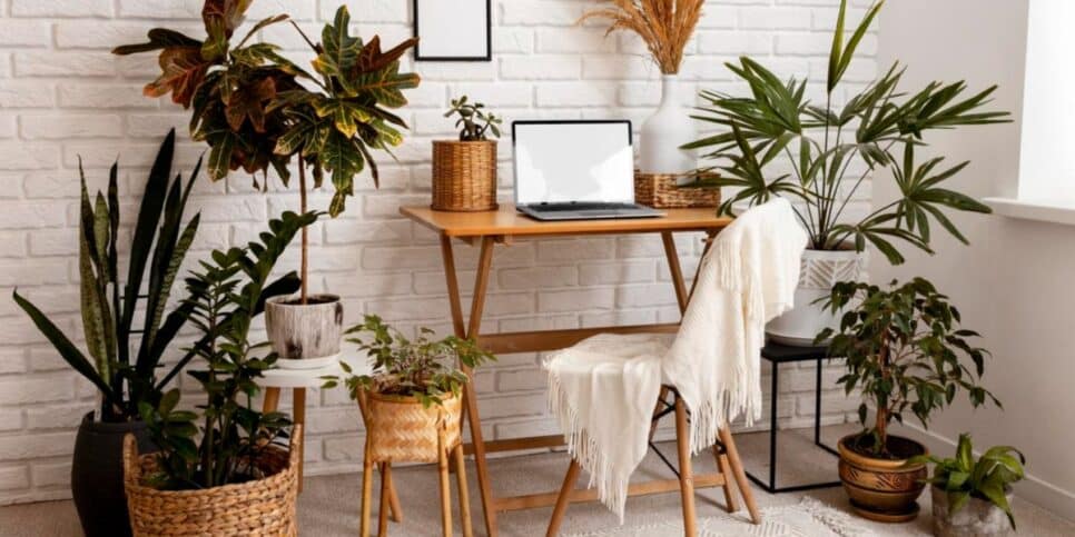 Coloque uma gota dessa receita nas suas plantas e veja elas mais saudáveis (Imagem Reprodução Internet)