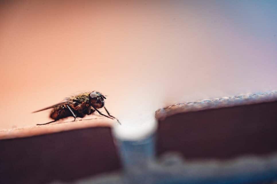Mosca inteira descoberta em exame de intestino. As imagens são impressionantes