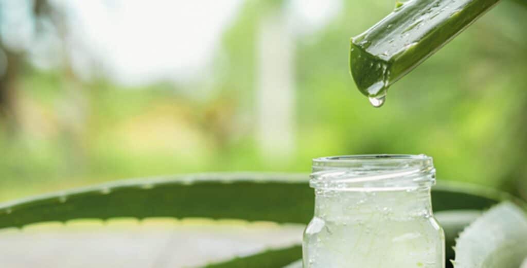 Gel da folha de aloe vera sendo extraído e colocado em pote (Foto: Reprodução/ GettyImages)