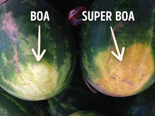 Diferença entre uma melancia boa e uma super boa (Imagem: Reprodução)