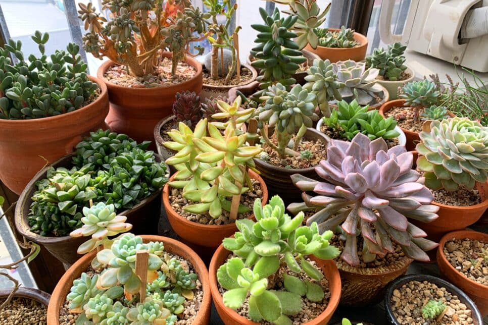 Variação de plantas (Imagem: Reprodução)