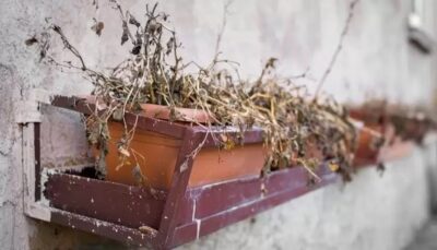 Plantas não sobrevivem na sua casa? Temos a solução (Foto: Reprodução/ GettyImages)