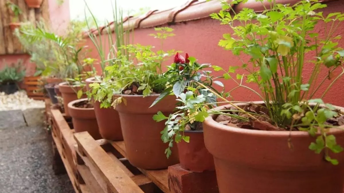 Plantas caseiras saudáveis em quintal (Foto: Reprodução/ GettyImages)