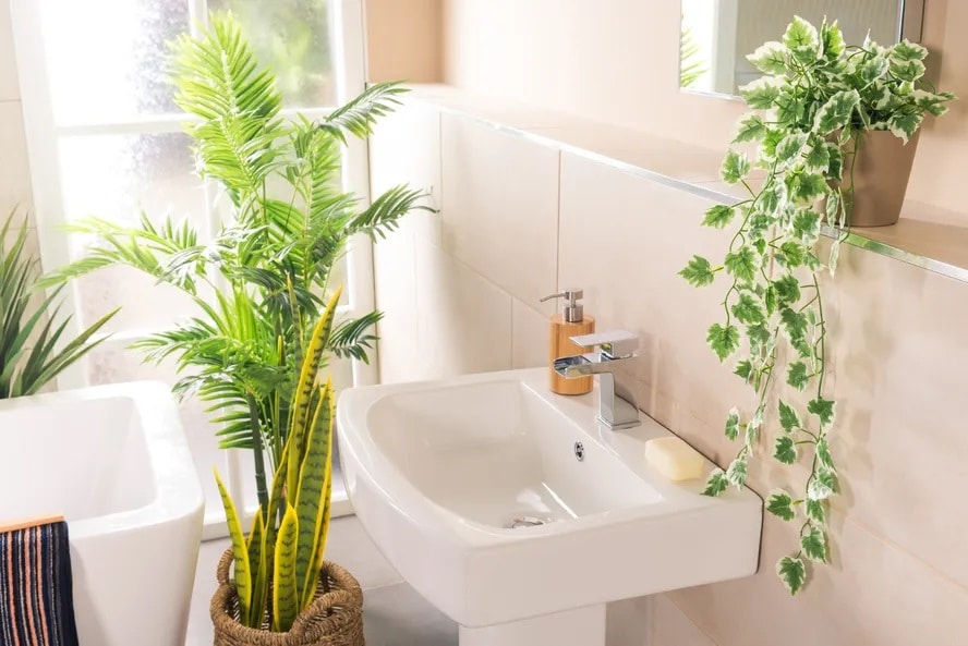 Plantas que tiram odores do banheiro (Foto: Reprodução)