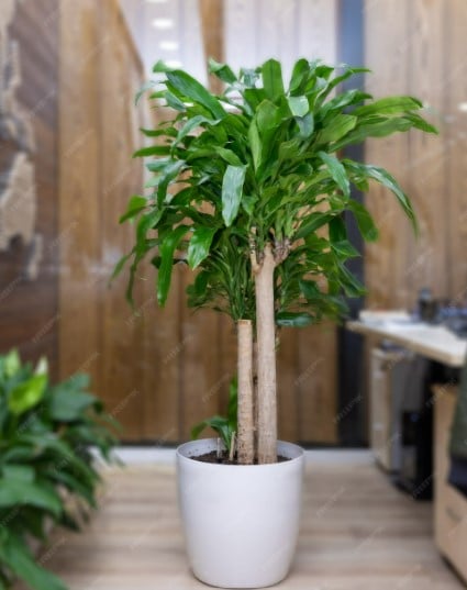 Castanha da Guiana, mais conhecida como planta dinheiro, pode ser cultivada dentro de casa (Foto: Reprodução/Internet)