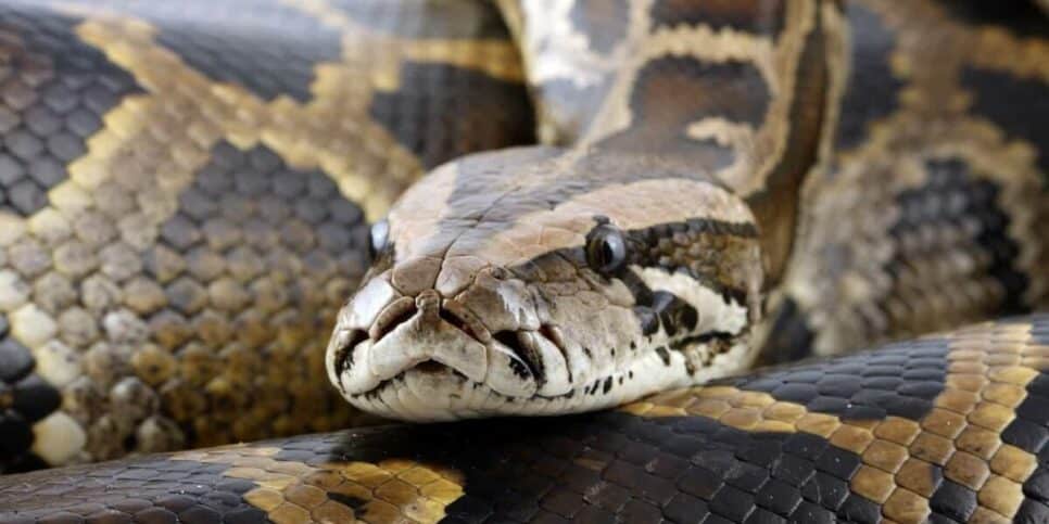 Esses são os sinais de que existe uma cobra em sua casa (Imagem: Reprodução)