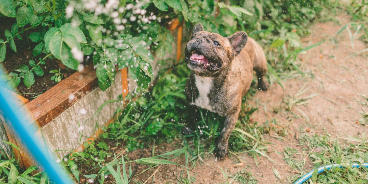 Receita para manter os animais de estimação longe das suas plantas (Imagem Reprodução Internet)