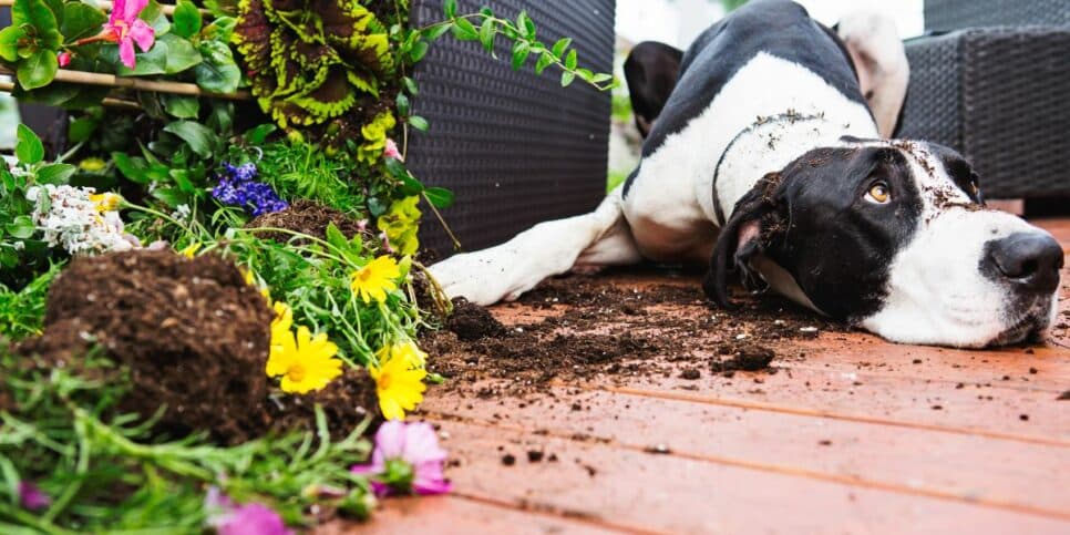 Receita para manter os animais de estimação longe das suas plantas (Imagem Reprodução Internet)