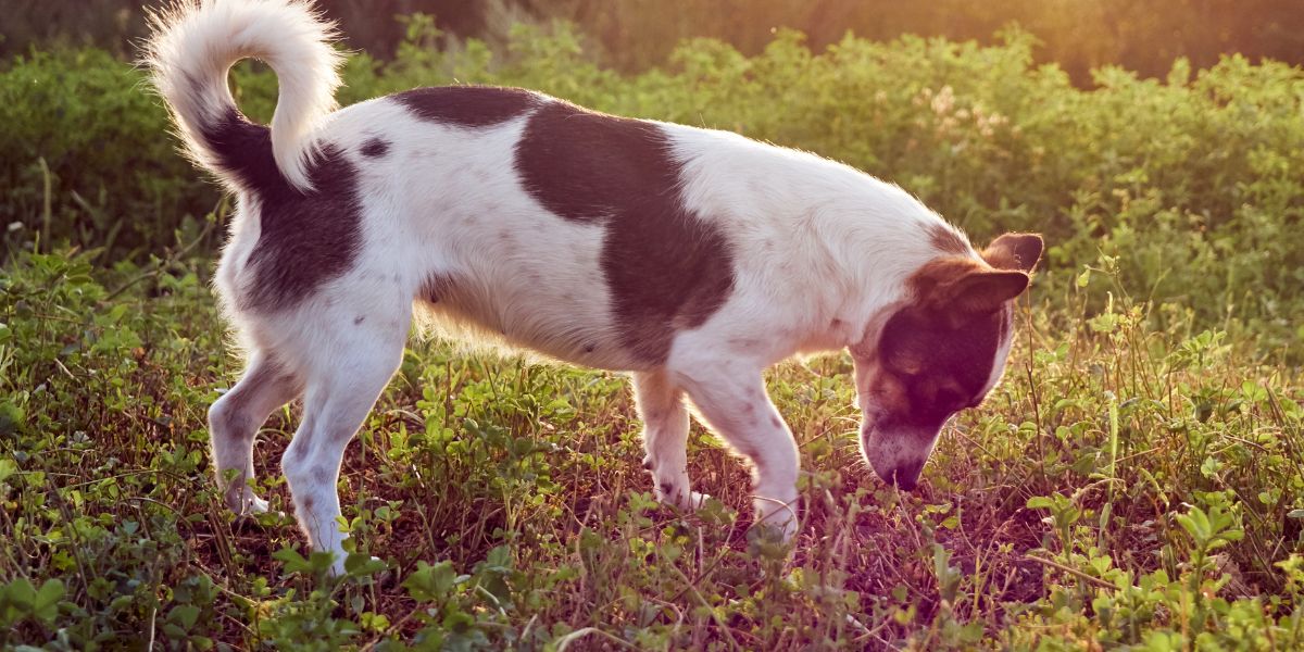 Receita para manter os animais de estimação longe das suas plantas (Imagem Reprodução Internet)