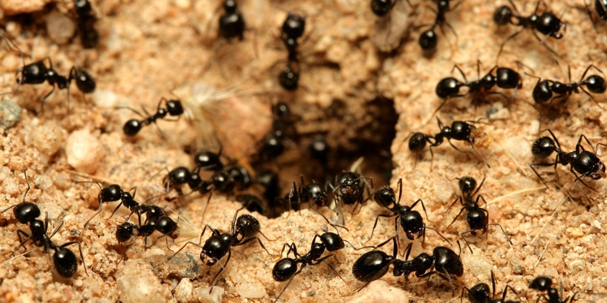 Formas naturais de afastar as formigas da sua casa (Imagem Reprodução Internet)