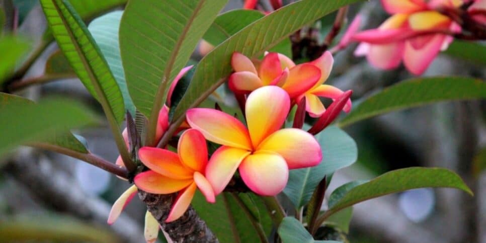 Esse ingrediente faz as suas plantas ter flores mais rápido e bonitas (Imagem Reprodução Internet)