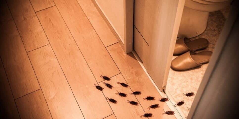 Truques para espantar baratas da sua casa (Imagem Reprodução Internet)