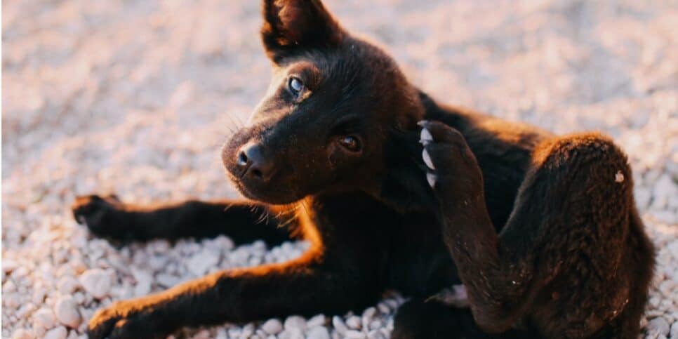 Especialista revela antipulgas caseiro para cachorro com apenas 4 ingredientes (Imagem Reprodução Internet)