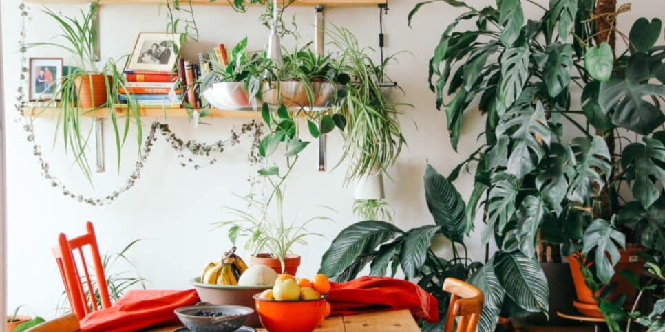 Confira as plantas que não devem ficar em exposição ao sol (Imagem Reprodução Internet)