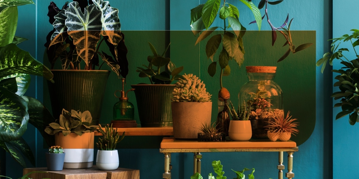 Plantas conhecidas por atrair abundância para sua casa (Imagem Reprodução Internet)