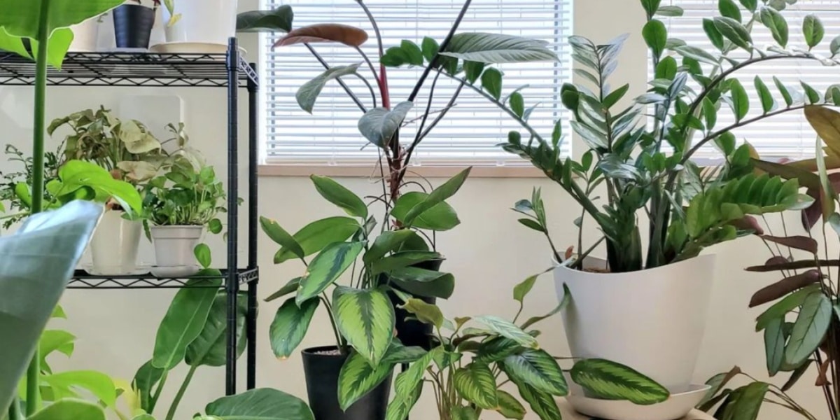 Plantas conhecidas por atrair boa sorte e abundância para sua casa (Imagem Reprodução Internet)