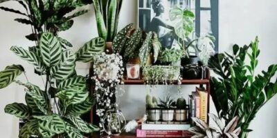 Imagem do post Para ter mais sorte e dinheiro: Plantas que você deve ter em casa para atrair abundância