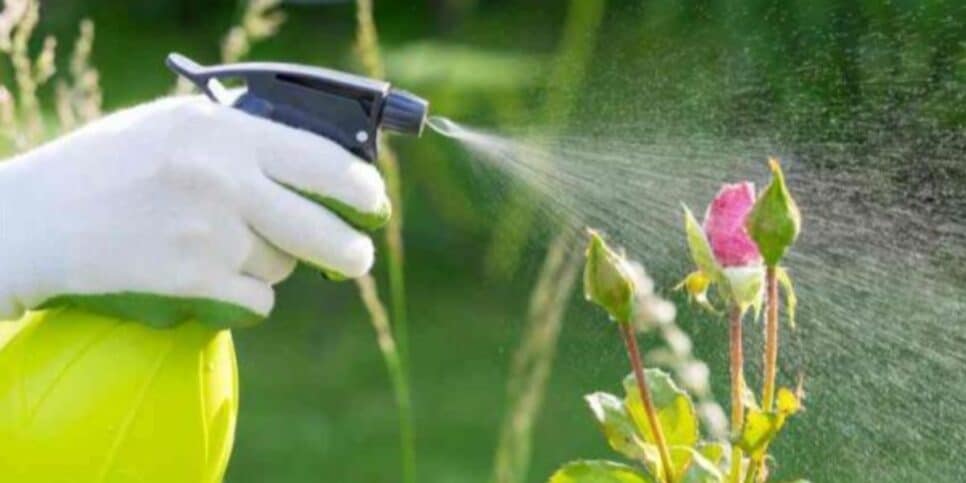 Receita caseira para economizar dinheiro e manter as pragas longe das suas plantas (Imagem Reprodução Internet)