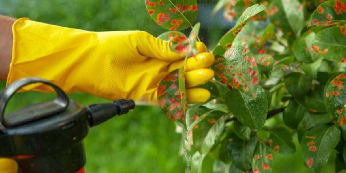 Receita caseira para economizar dinheiro e manter as pragas longe das suas plantas (Imagem Reprodução Internet)