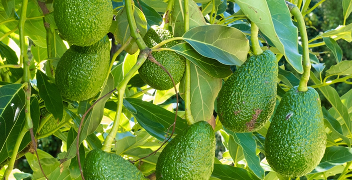 Árvore de abacateiro recheado de frutos ainda em processo de amadurecimento (Foto: Reprodução/ Internet)