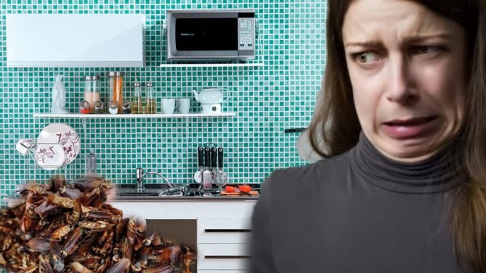 Que nojo! Saiba motivos de estar surgindo baratas na cozinha de sua casa (Fotos: Reprodução/ iStock/ GettyImages/ Montagem)