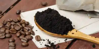 Imagem do post Use borra do café nas plantas; ela é um ótimo fertilizante natural e faz a sua planta crescer rapidamente