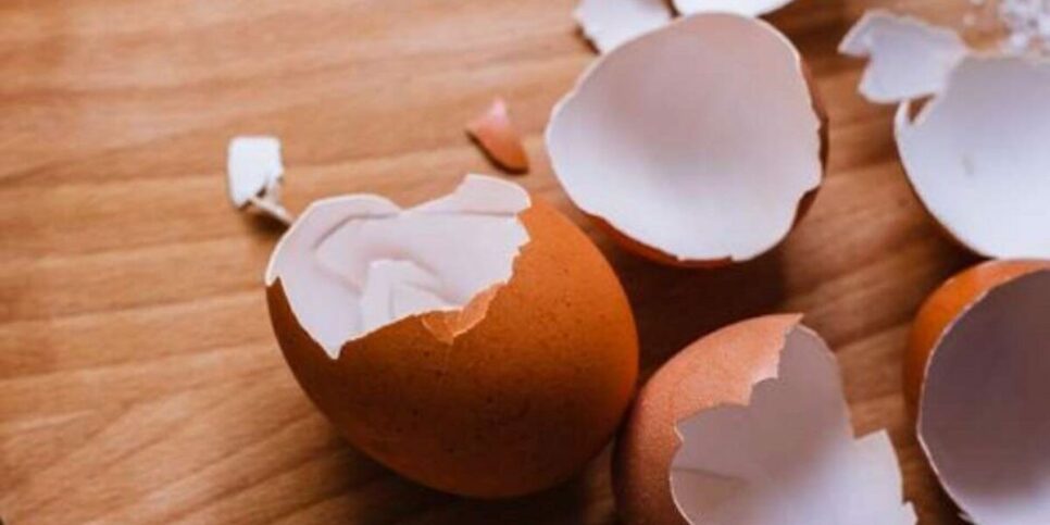 Casca de ovo (Imagem; Reprodução)
